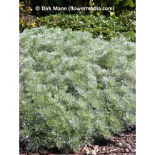 Silver mound artemesia