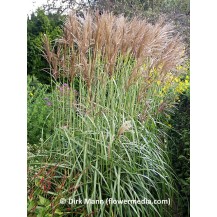 Maiden grass, Chinese silver grass