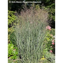 Switch grass
