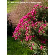 New England aster