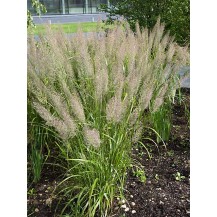 Korean Feather Reed Grass (Diamond Grass)