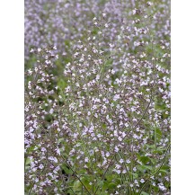 Lesser calamint