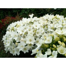 Carpathian bellflower