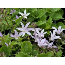 Serbian bellflower