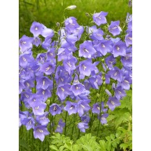 Peach-leaved bellflower