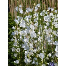 Peach-leaved bellflower
