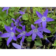 Serbian bellflower