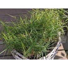 Palm sedge