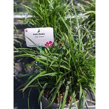 Morrow's sedge