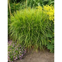 Palm sedge