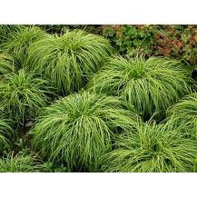 Mop head sedge