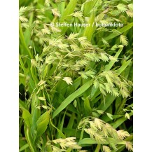 Northern sea oats