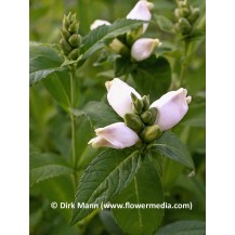 White turtlehead