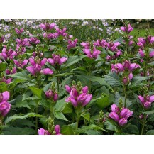 Pink turtlehead