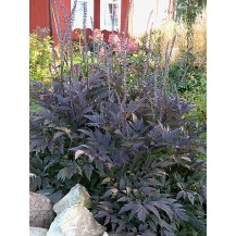 Bugbane