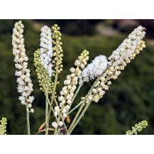 Autumn bugbane
