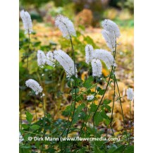 Autumn bugbane