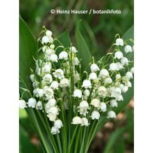 Lily-of-the-valley