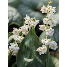 Lily-of-the-valley