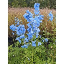 Delphinium