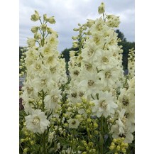 Delphinium