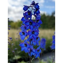 Delphinium
