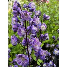 Delphinium