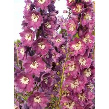 Delphinium