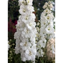 Delphinium