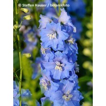 Delphinium