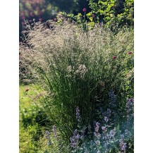 Tufted Hair Grass