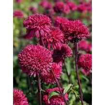 Coneflower