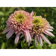 Coneflower