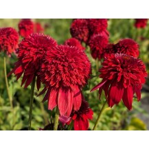 Coneflower