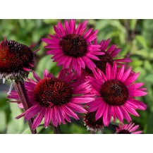 Coneflower