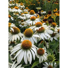 Coneflower