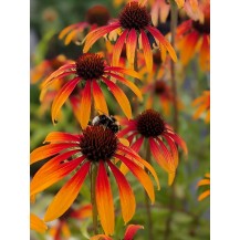 Coneflower
