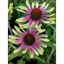 Coneflower