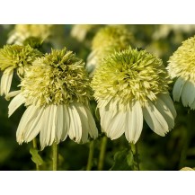 Coneflower
