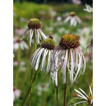 Pale purple coneflower