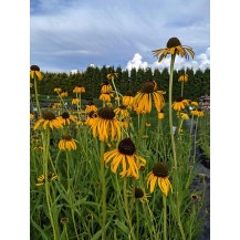 Yellow coneflower