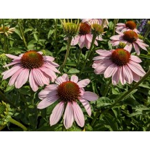 Coneflower
