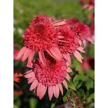 Coneflower