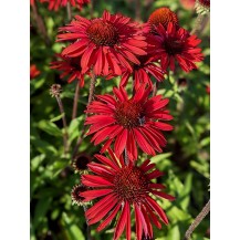 Coneflower