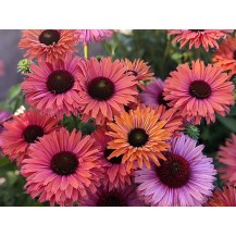 Coneflower