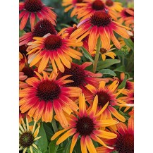 Coneflower