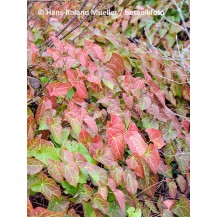 Red Barrenwort