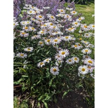 Fleabane