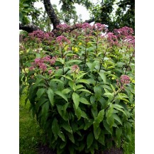 Joe pye weed