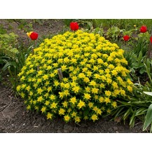 Cushion Spurge